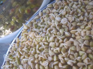 Sprouting Buckwheat 2 1/2 days