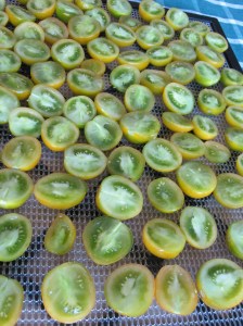 Tomatoes ready for dehydrator